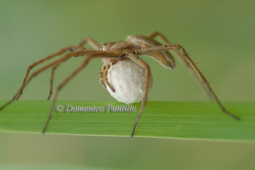 Pisaura sp.